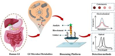 Biosensors for point-of-care testing and personalized monitoring of gastrointestinal microbiota